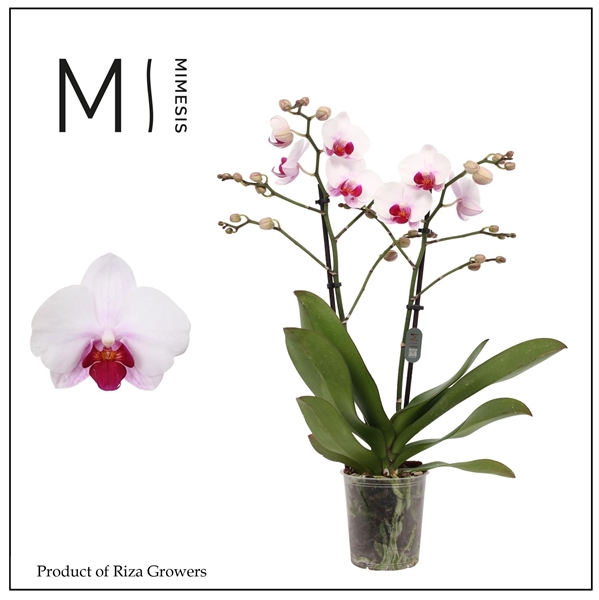Phalaenopsis Multiflora 2-t Cadi
