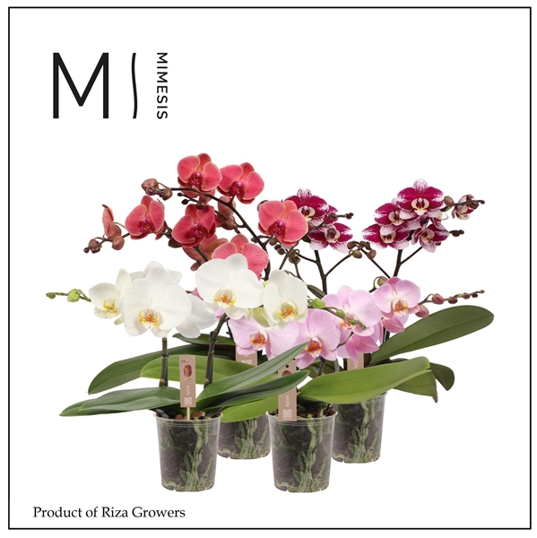 Phalaenopsis 2-t Spirit Mixtray