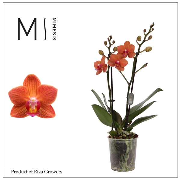 Phalaenopsis Multiflora 2-t Bolzano