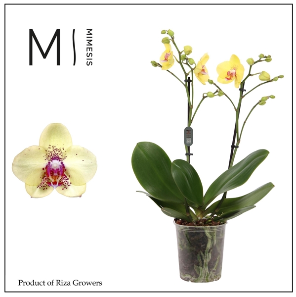 Phalaenopsis Multiflora 2-t Dragon