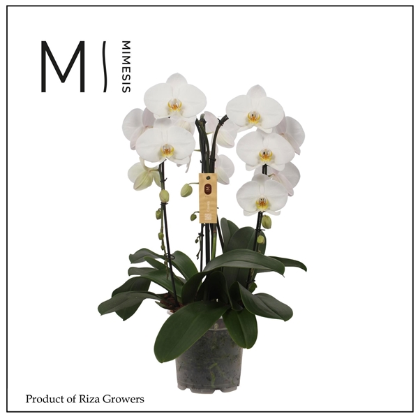 Phalaenopsis 3-t Crown Weiss 