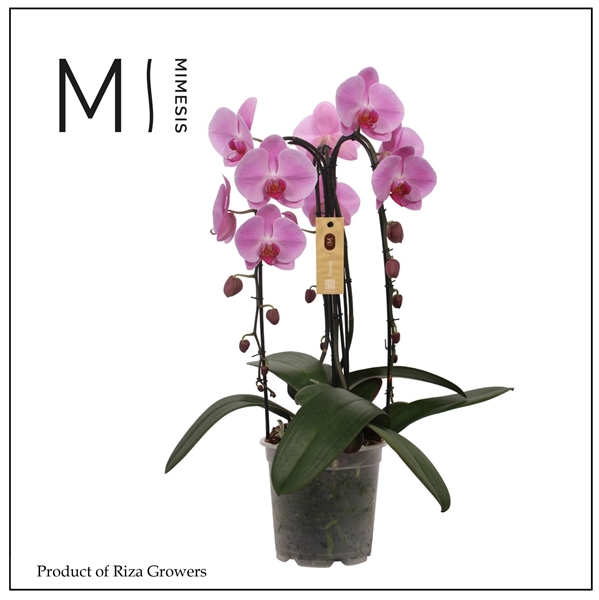 Phalaenopsis 3-t Crown Pink