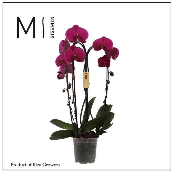 Phalaenopsis 3-t Crown Violett