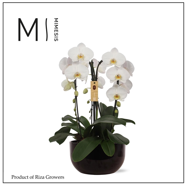 Phalaenopsis 3-t Crown Weiss Saskia Schwarz Keramik