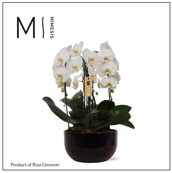 Phalaenopsis 4-t Crown Weiss In Schwarz Keramik