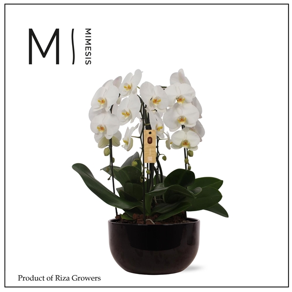Phalaenopsis 4-t Crown Weiss In Schwarz Keramik