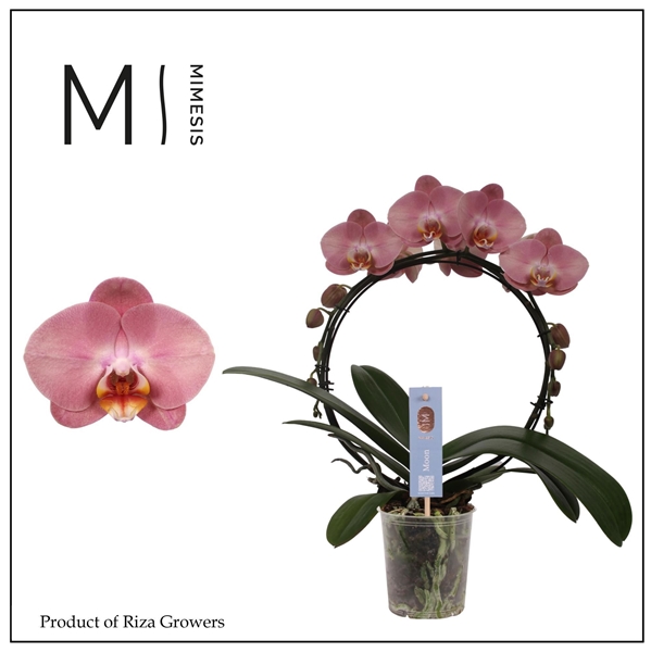 Phalaenopsis Moon Alt Pink