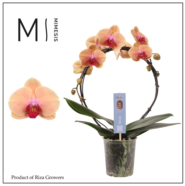 Phalaenopsis Moon Lachs