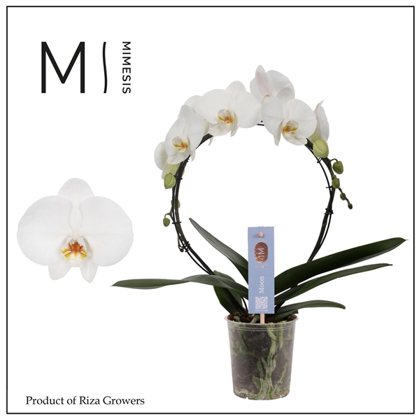 Phalaenopsis Moon Weiss