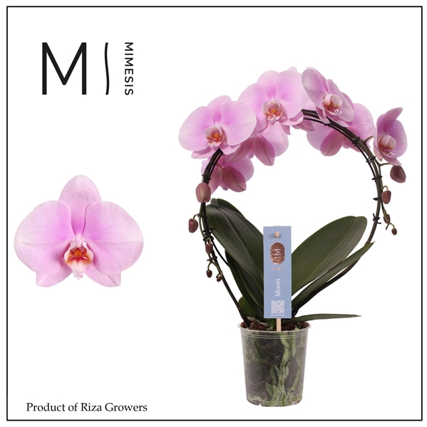 Phalaensopsis Moon Hell Pink