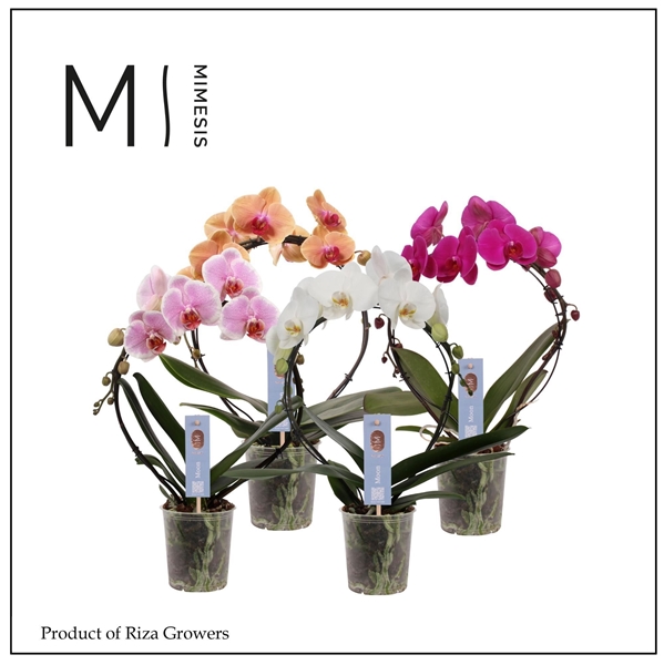 Phalaenopsis Moon Mixtray