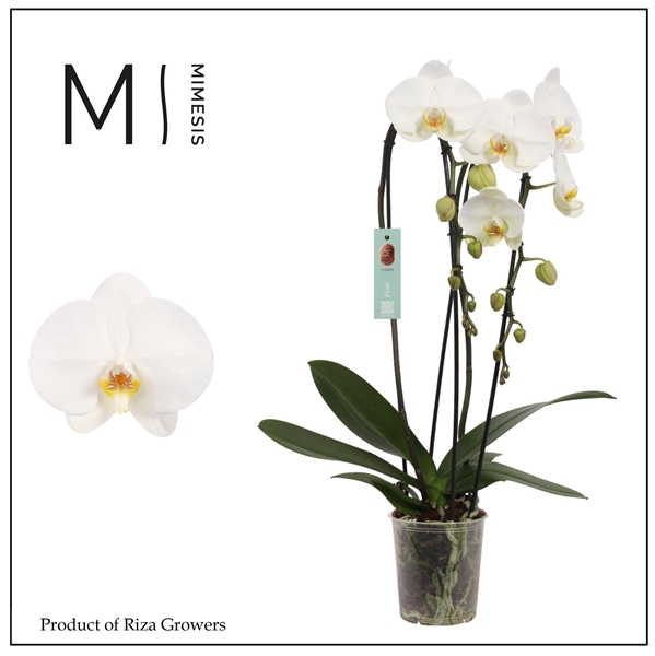 Phalaenopsis 2-t Flow Tokyo