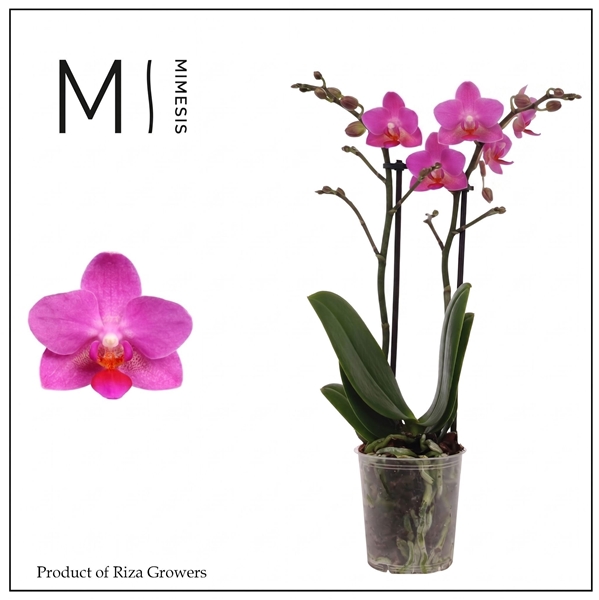 Phalaenopsis Multiflora 2-t Pink Flamingo