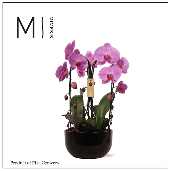 Phalaenopsis 3-t Crown Pink Saskia Schwarz Keramik