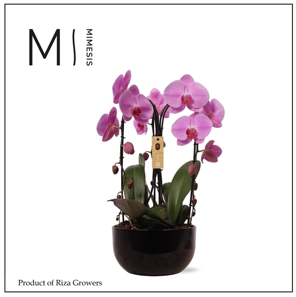 Phalaenopsis 3-t Crown Pink Saskia Schwarz Keramik