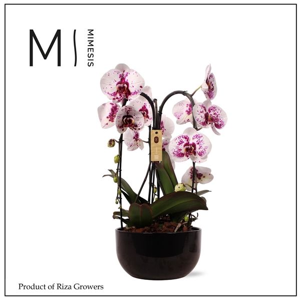Phalaenopsis 3-t Crown Weiss Spezial In Schwarz Keramik