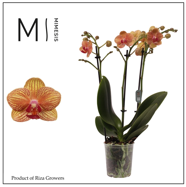Phalaenopsis Multiflora 3-t Penny Love
