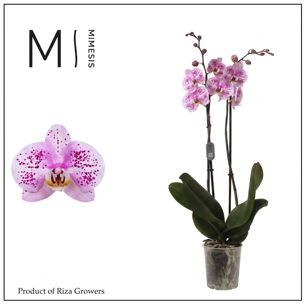 Phalaenopsis 2-t Amoer