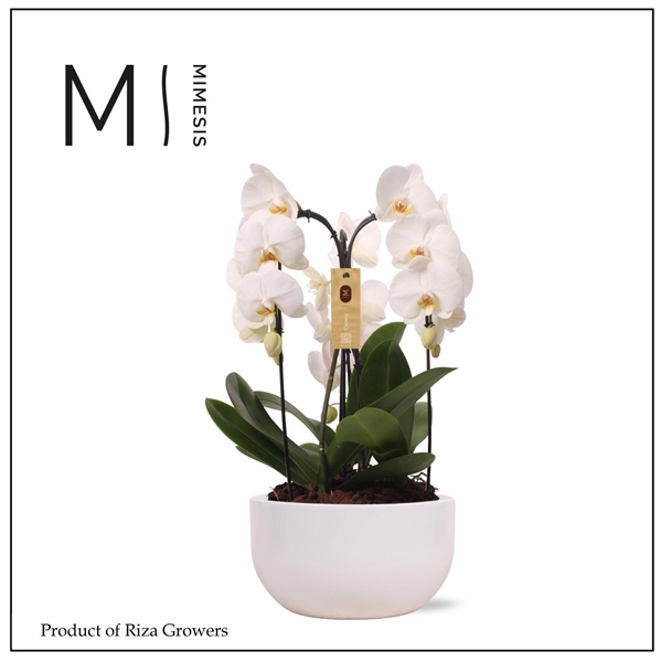 Phalaenopsis 3-t Crown Weiss Saskia Weiss Keramik
