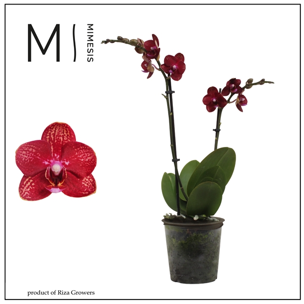 Phalaenopsis Multiflora 2-t Miley