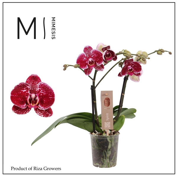 Phalaenopsis 2-t Spirit Rot