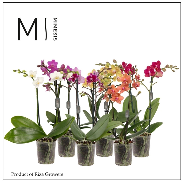 Phalaenopsis Multiflora 2-t Mixtray