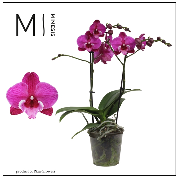 Phalaenopsis 2-t Black Bear