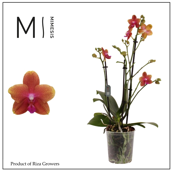 Phalaenopsis Multiflora 3-t Bolgheri