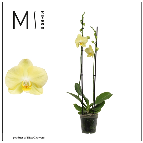 Phalaenopsis 2-t Mirage