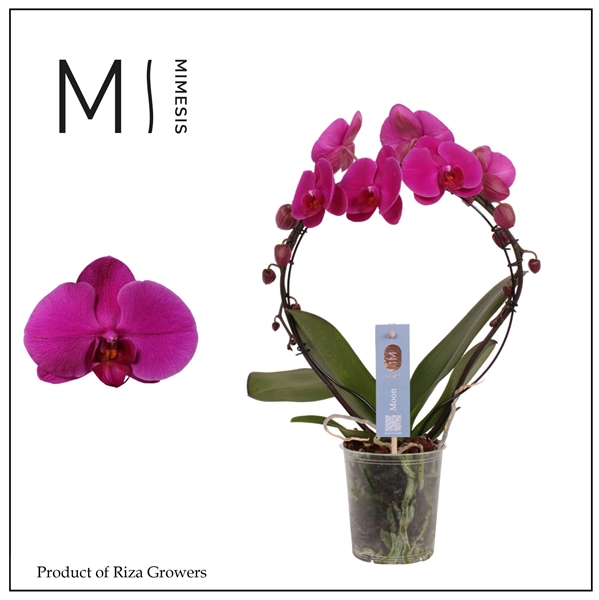 Phalaenopsis Moon Violett