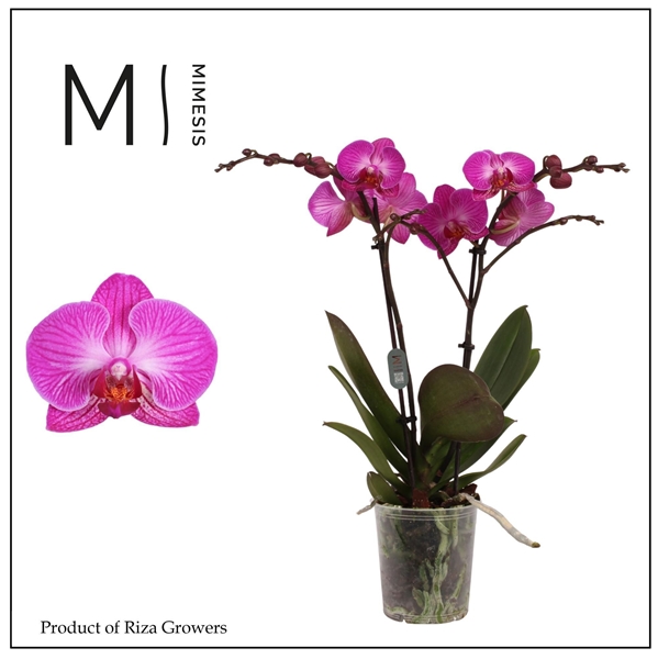 Phalaenopsis Multiflora 2-t Nelson