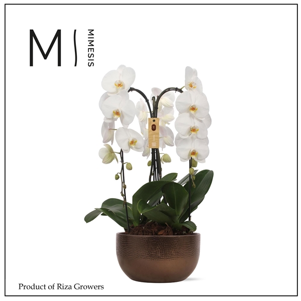 Phalaenopsis 3-t Crown Weiss In Bronze Keramik
