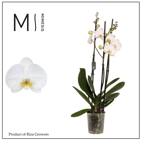 Phalaenopsis 3-t Nottingham