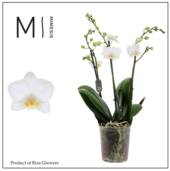 Phalaenopsis Multiflora 3-t Snowflake