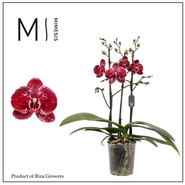 Phalaenopsis 3-t Eduction