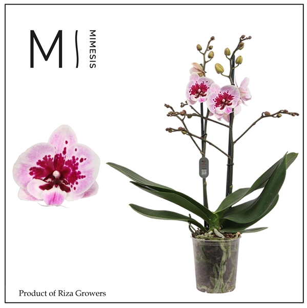 Phalaenopsis Multiflora 2-t Hot Lip