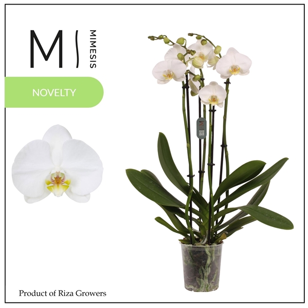 Phalaenopsis 4-t Nottingham