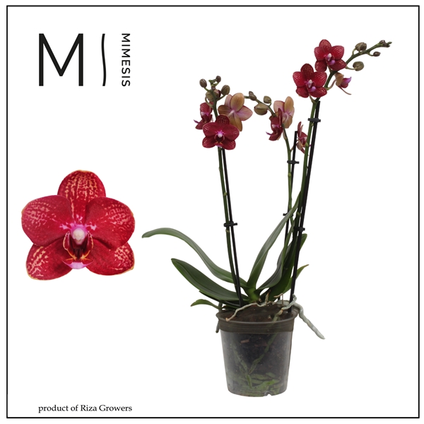 Phalaenopsis Multiflora 3-t Miley