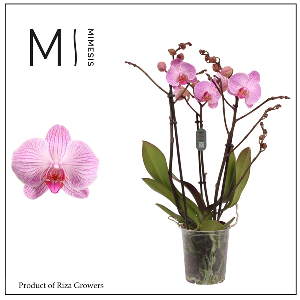 Phalaenopsis Multiflora 3-t Heroes