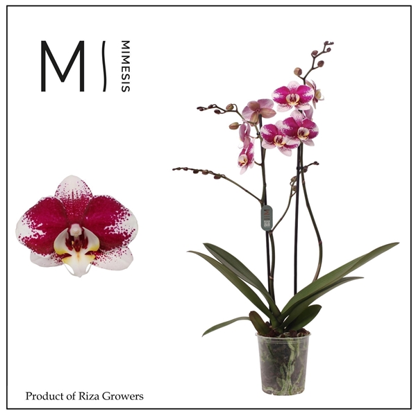 Phalaenopsis 2-t Barcelona
