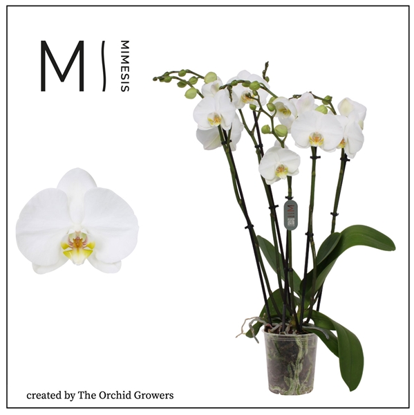 Phalaenopsis 5-t Nottingham