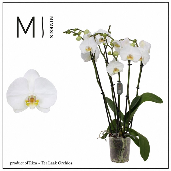 Phalaenopsis 5-t Nottingham