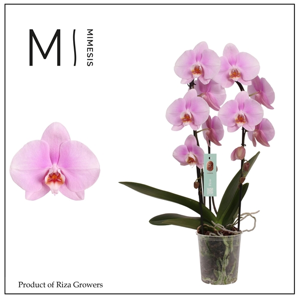 Phalaenopsis 2-t Flow Pink Bigflower
