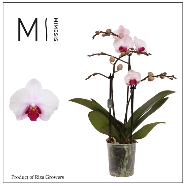 Phalaenopsis Multiflora 3-t Cadi