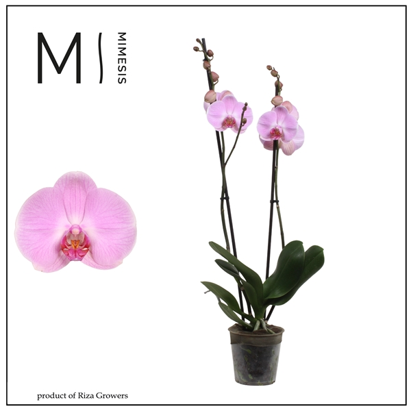 Phalaenopsis 2-t Elion