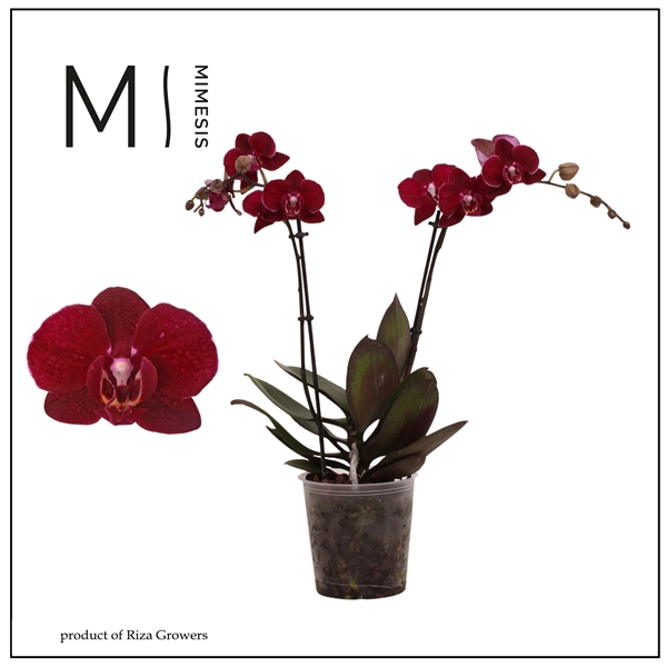 Phalaenopsis Multiflora 2-t Cartagena