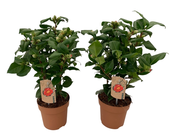 Camellia Dr. King 20+ 