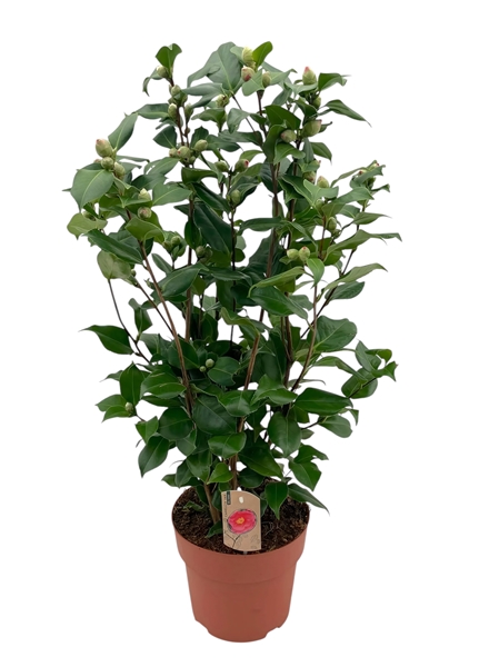 Camellia Japonica Dr King 50+ 