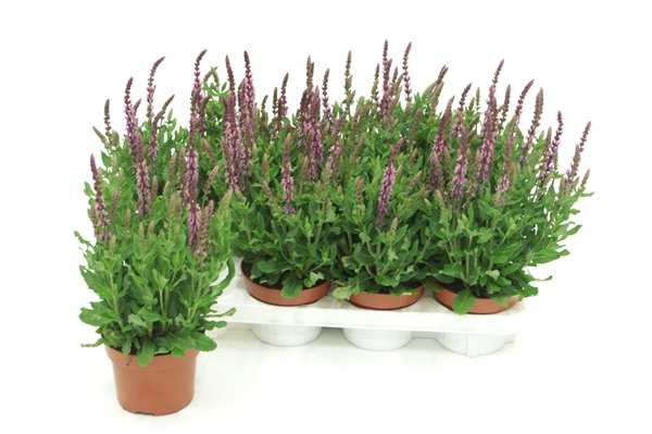 Salvia Deep Pink