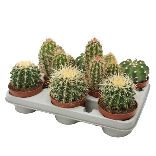 Cactus Mix